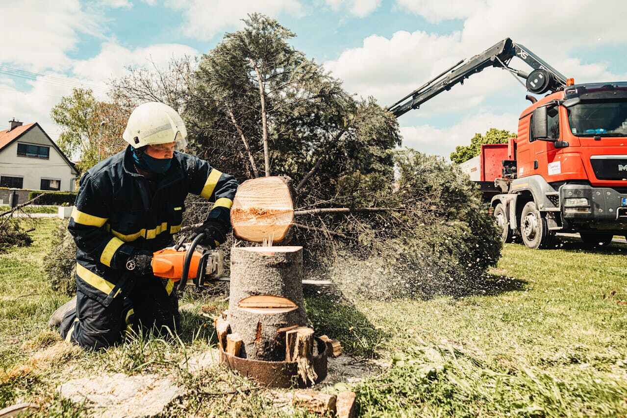 Tree Root Removal in Pleasant Valley, MO